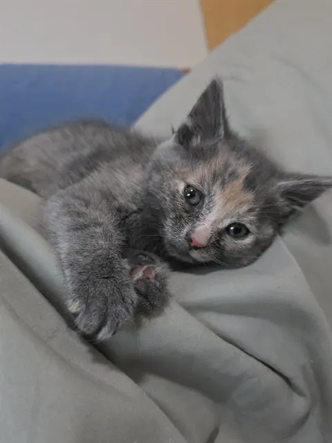 Ella