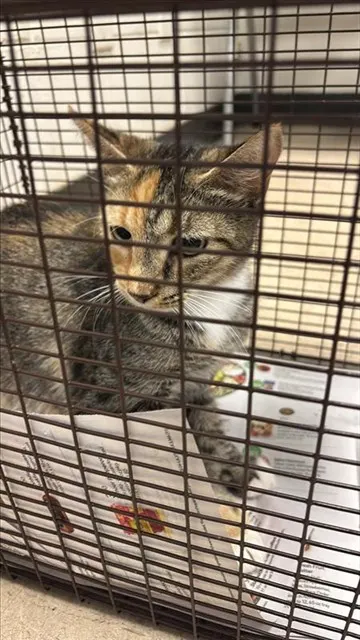 Tuna