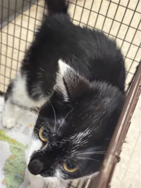 Adoptable Cat