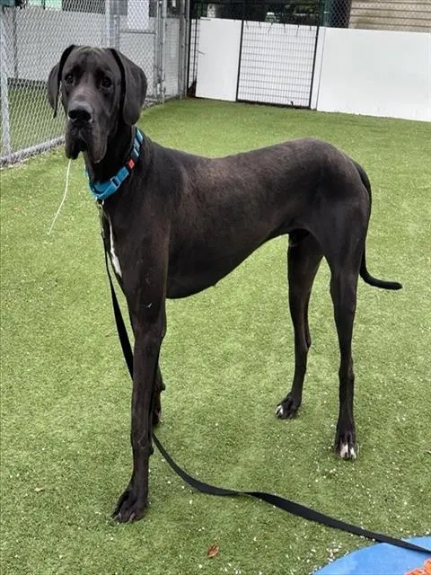 Odin