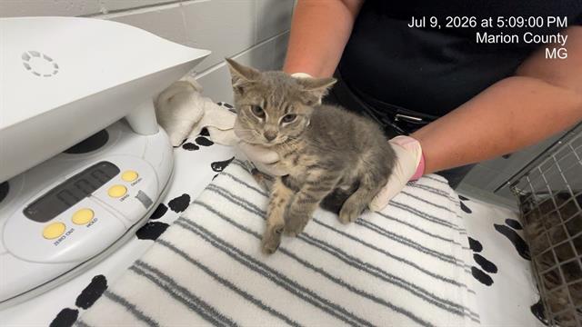 Adoptable Cat