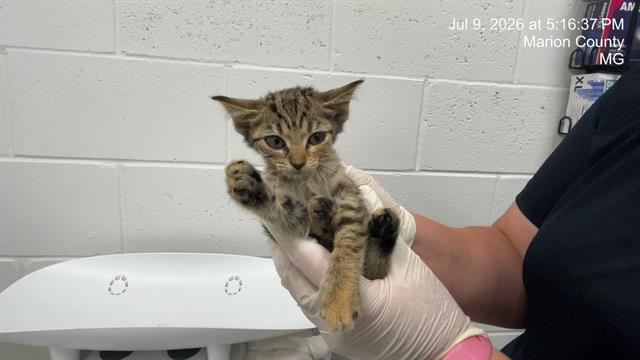 Adoptable Cat