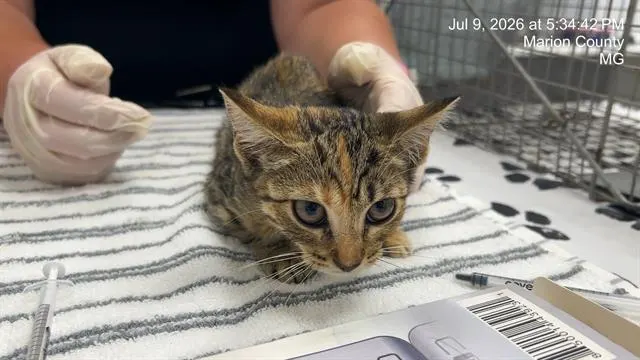 Adoptable Cat