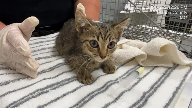 Adoptable Cat