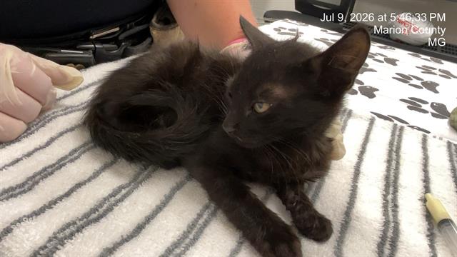 Adoptable Cat