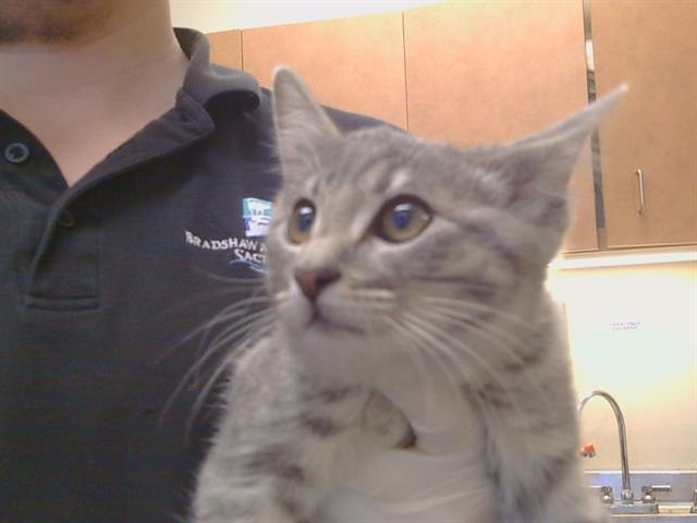 Adoptable Cat