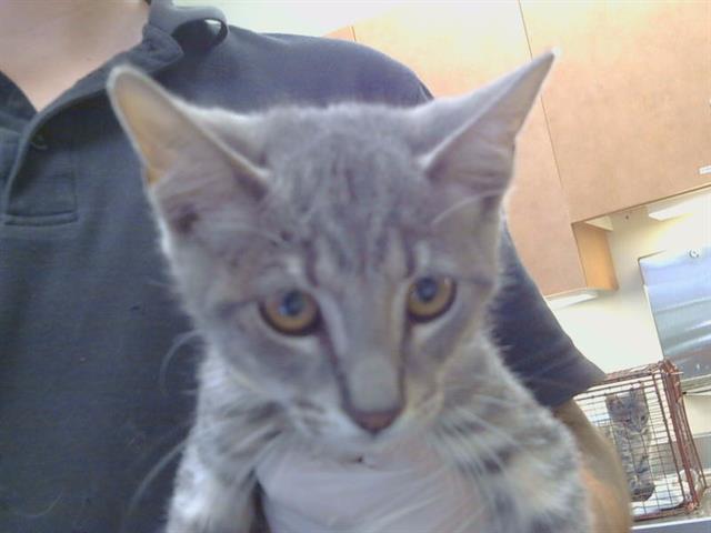 Adoptable Cat