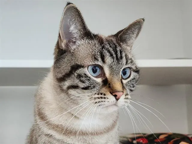 Kisa