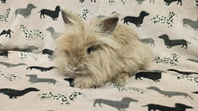 Thumper