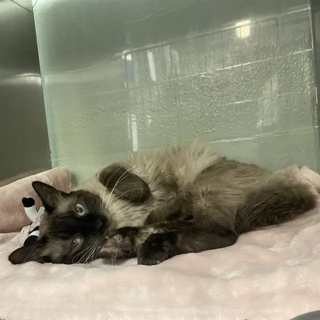 Adoptable Cat