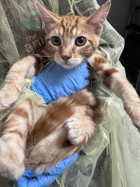 **Merlin