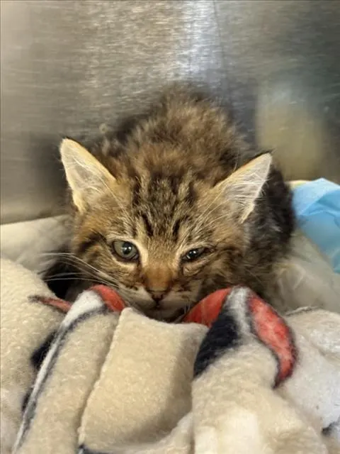 Adoptable Cat