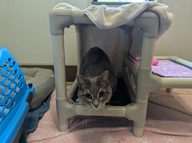 Minnie