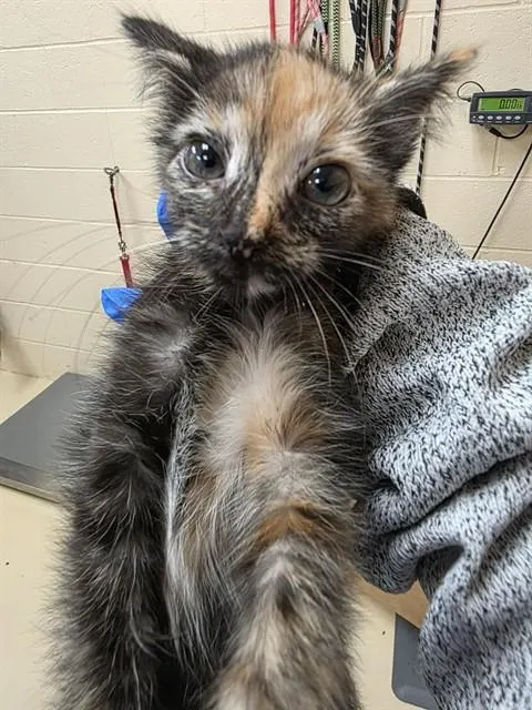 Sybil