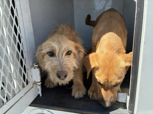 Adoptable Dog