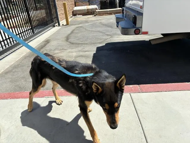 Adoptable Dog