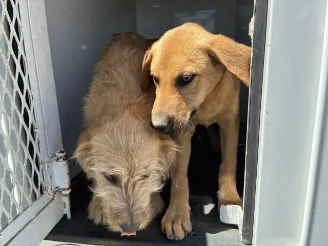 Adoptable Dog