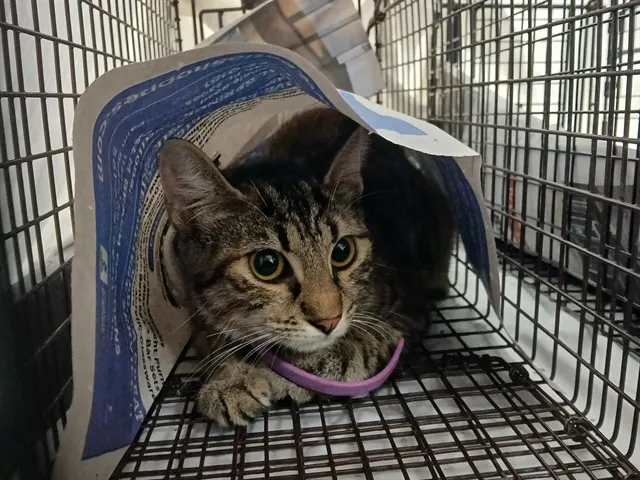 Adoptable Cat