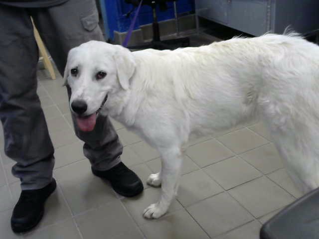 Sofi