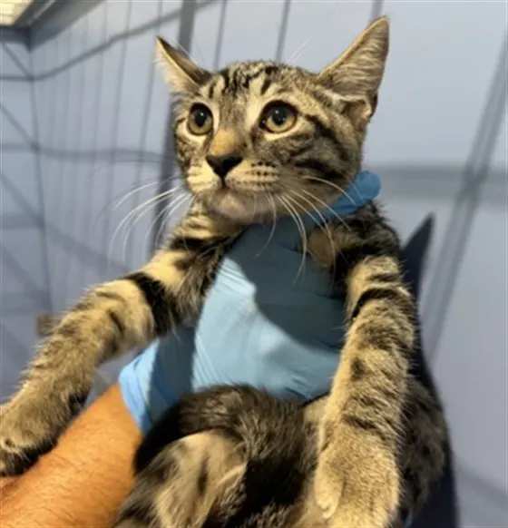 Adoptable Cat