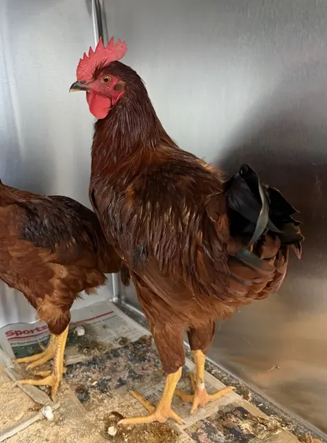 Adoptable Bird