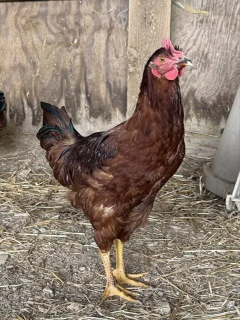 Adoptable Bird