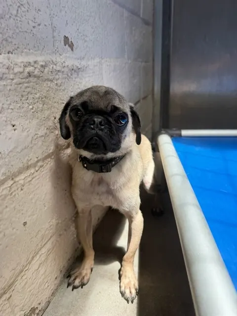 Adoptable Dog