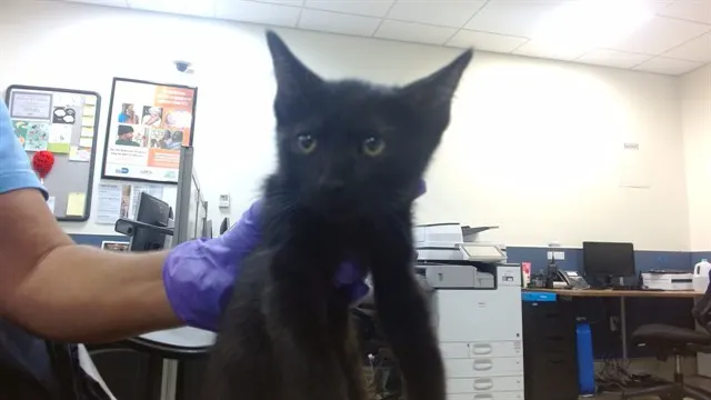 Gary