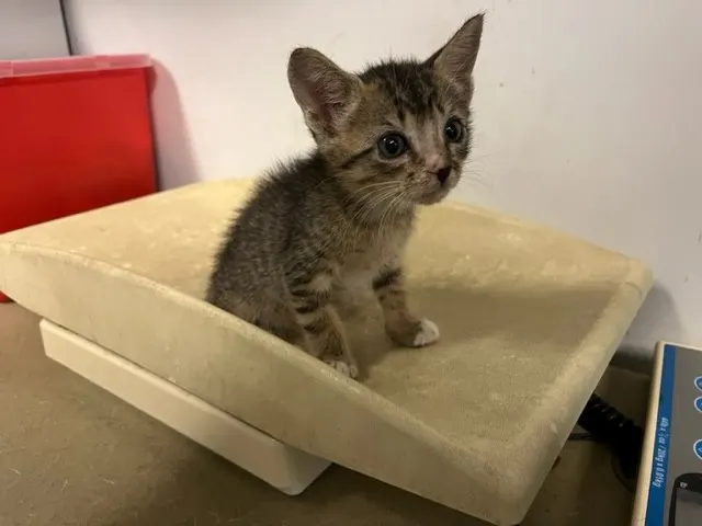 Adoptable Cat