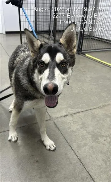 Adoptable Dog