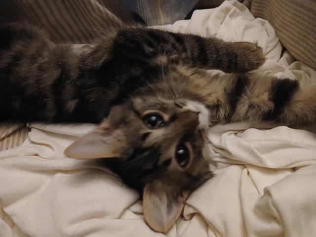 Willow