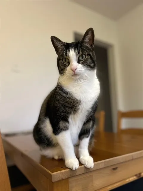 Louie