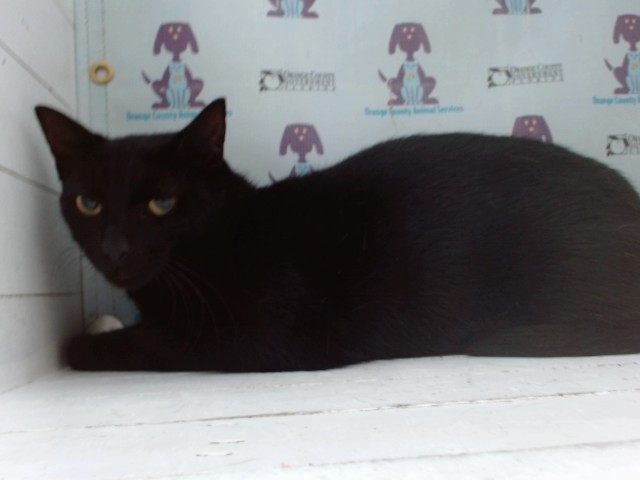 Negra