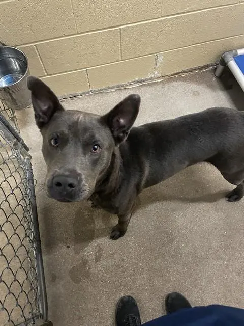 Biggie Ears