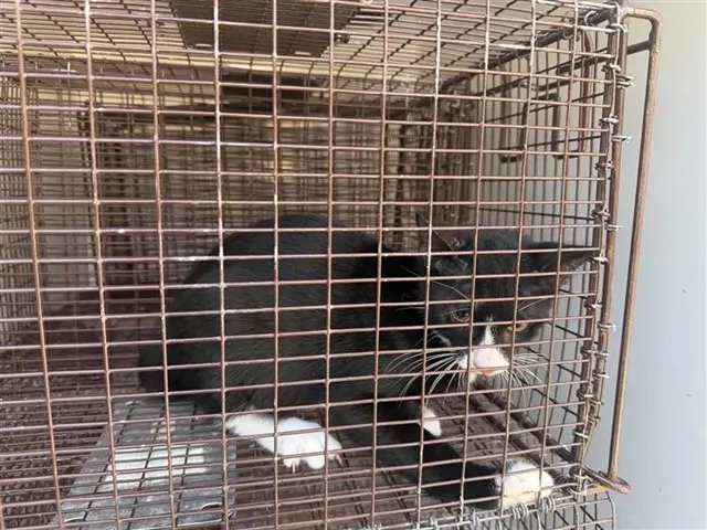 Adoptable Cat