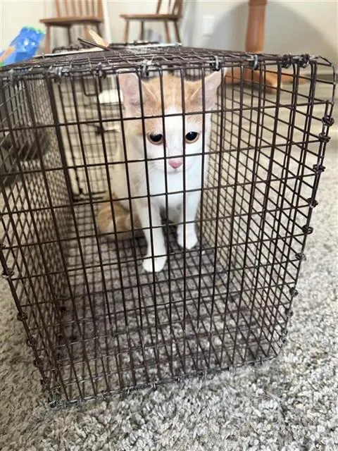 Adoptable Cat