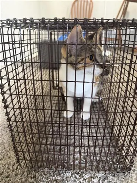 Adoptable Cat