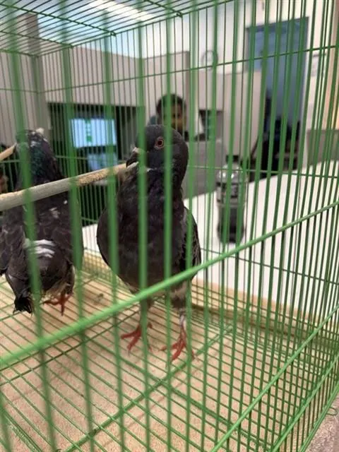 Adoptable Bird