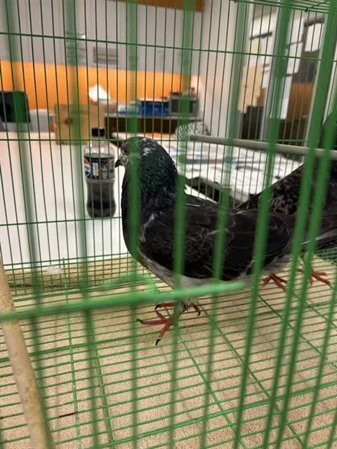 Adoptable Bird