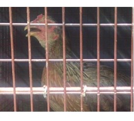 Adoptable Bird