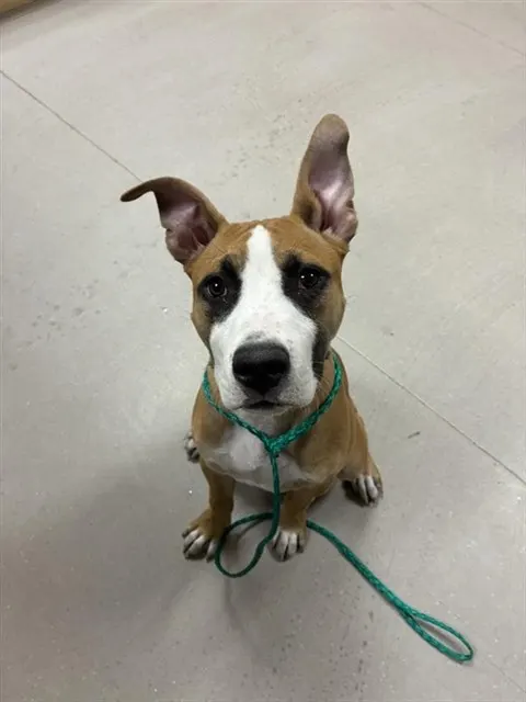 Adoptable Dog
