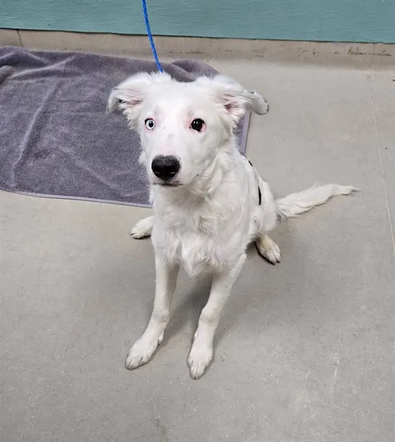 Adoptable Dog