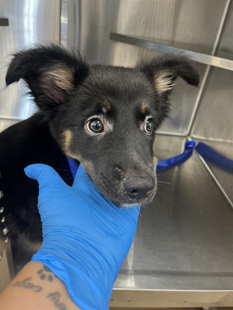 Adoptable Dog