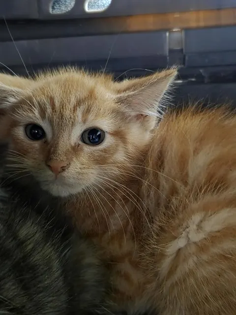 Charles