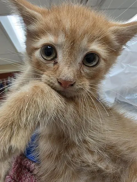 Robert