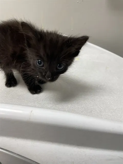 Adoptable Cat