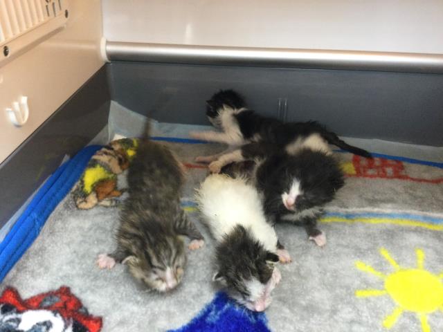 Adoptable Cat