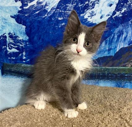 Adoptable Cat