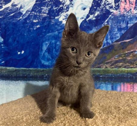 Adoptable Cat