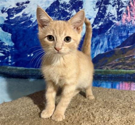 Adoptable Cat
